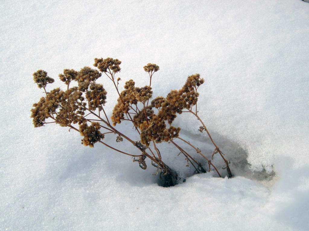 Иван да Марья, современная пастораль